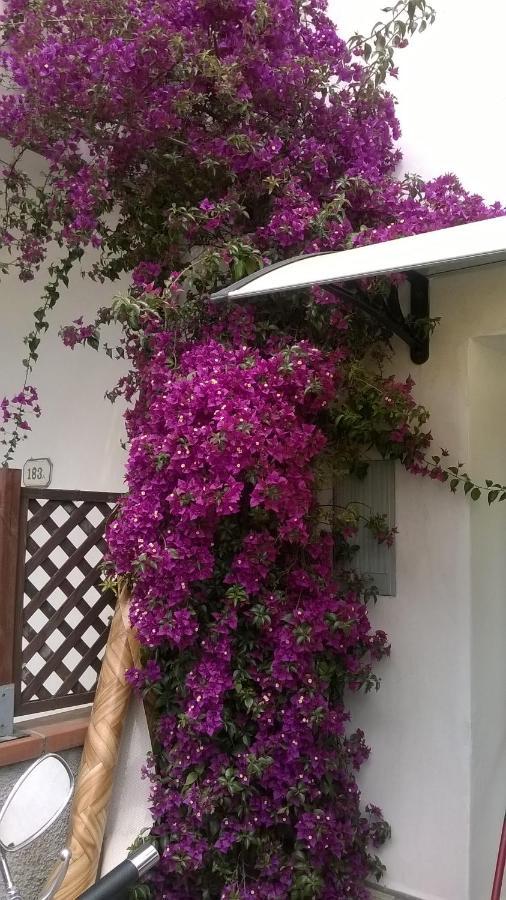 Rainbow House With Garden Villa Viareggio Esterno foto